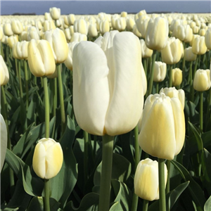Tulip (Select) 'Antarctica Loose Per 10 Bulbs.
